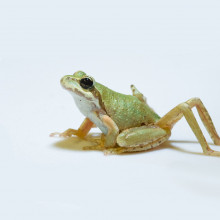Chorus frog with parasite-induced limb malformation.