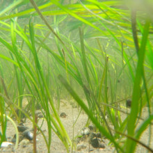 Seagrass VIMS