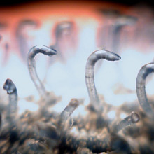 Photograph showing the hooks of a piece of Velcro