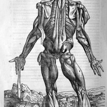Andreas Vesalius (1514-1564) - Etching of the muscles of the Human Body
