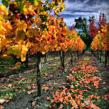 Autumnal Vineyard in Napa Valley