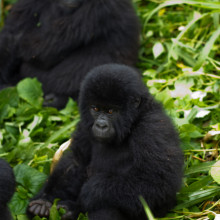 Virunga Mountain Gorilla