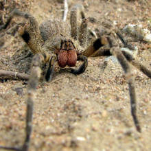 A Brazilian Wandering Spider