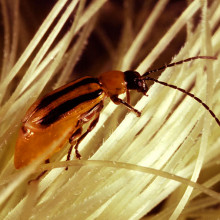 The adult stage of the western corn rootworm (shown searching for pollen on corn silk) is the target of ARS' first areawide integrated pest management program for corn.