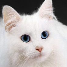  Blue-eyed cats with white fur have a higher incidence of [[:en:genetics##genetic]] [[:en:deafness]]. Over 200 heritable genetic defects have been identified in the cat, many of which are homologous to human inborn errors. Specific metabolic defects...