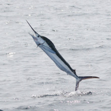 White Marlin - Tetrapturus albidus