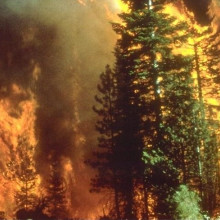 forest fire forest fire