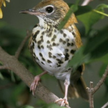 Wood Thrush