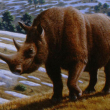 Wooly Rhino