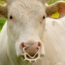 Bos taurus with a nose ring of the type that is used to wean calves. Family: Bovidae. Location: Münster, NRW, Germany