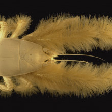 Yeti crab