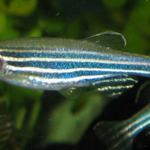 A zebrafish, zebra danio