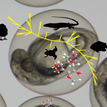 Zebrafish sunscreen