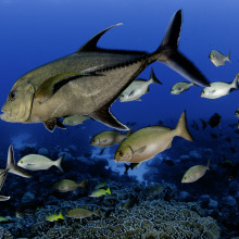 Pitcairn Island fish 1, © Enric Sala, National Geographic Pitcairn Island fish 1, © Enric Sala, National Geographic