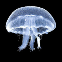 Moon jellyfish, Gijón Aquarium. Photograph by Julio Arrontes.
