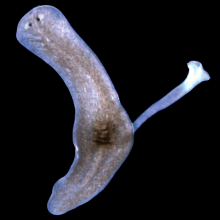 Learning more about the genes that allow flatworms to regenerate organs and tissue after amputation.