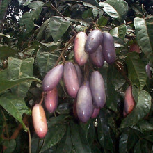 african plum african plum
