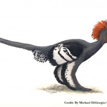 Anchiornis huxleyi reconstruction