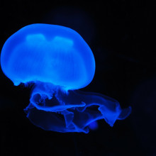 Glowing jellyfish