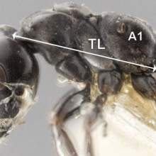 The body shapes of queen ants and worker ants have evolved in different ways to reflect their different roles.