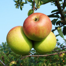 Apples on a tree