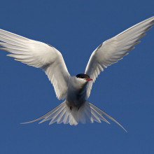 Arctic tern