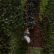 David Attenborough abseiled down the wall of the new conservation campus in Cambridge.