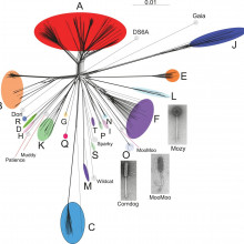Genetic diversity of bacteriophages infecting Mycobacterium smegmatis