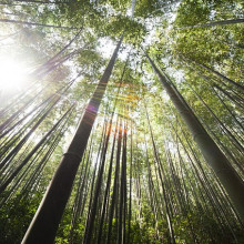 Bamboo growing