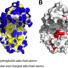 Chaperones are proteins that help other proteins to fold properly, and being flexible makes chaperones better at this task.