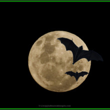 full moon and bats