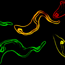 Trypanosomes Trypanosomes - the parasite that causes sleeping sickness keeps one step ahead of its host.