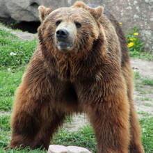 Grizzly bear Grizzly bear