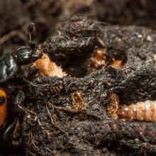 Burying Beetle