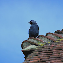 A bird perched on a roof