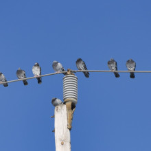 BIRDS ON WIRE Birds on wire