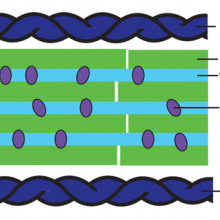 Suggested bone structure Bone structure suggested by Cambridge researchers