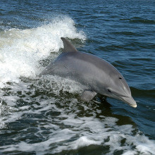 Bottlenose dolphin