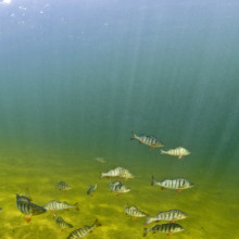 Shoaling perch - Image courtesy of Bent Christensen