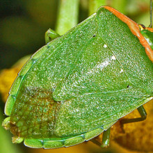 The Nezara viridula stink bug is one pest that is highly resistant to pesticides. Image credit: Pentatomidae - Nezara viridula f. torquata by Hectonichus is licensed under CC SA-3.0