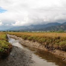 Salt Marsh