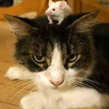 Cat and Mouse