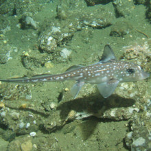 Chimaera