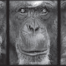 Chimp faces