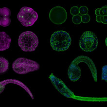 Gene regulation in seasquirts