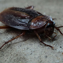 Cockroach