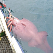 Colossal Squid Colossal Squid