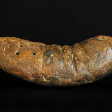 Coprolite This large fossilized feces specimen is named \The Kraken\.