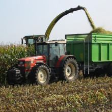 Harvesting Wheat