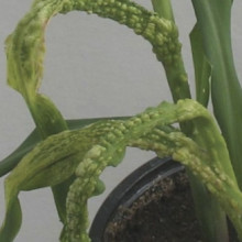 The pathogen that causes corn smut in maize employs a sophisticated strategy to increase its virulence.